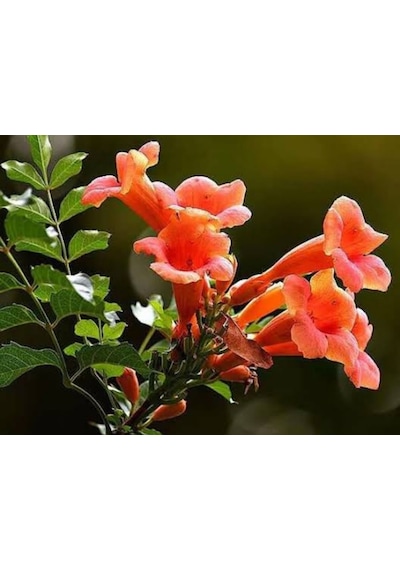 Acem Borusu Campsis Radicans Sarmaşık Fidanı 15 25 Cm Boyları