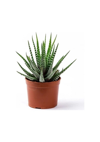 Haworthia Fasciata Yılan Derisi Zebra Sukulent Kaktüs Saksılı 003