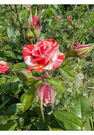 Videolu Sihirbaz Gülü Kırmızı Beyaz 30 50 Cm 1 Adet Saksılı Aşılı Gül Rose