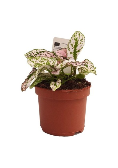 Hypoestes Hostes Fidanı 10-20 Cm