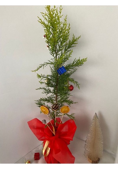 Yılbaşı Ağacı Limon Çamı Yılbaşına Özel Hediye Paketli 40-60cm Portakal+kozalak