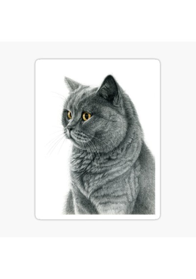 Chartreux Kedi Araba Oto Sticker Etiket Renkli V7