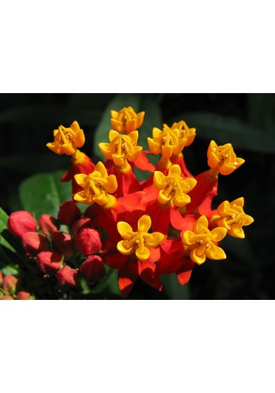 30+ Asclepias CrussavicaKelebek Çiçeği Tohumu N112154