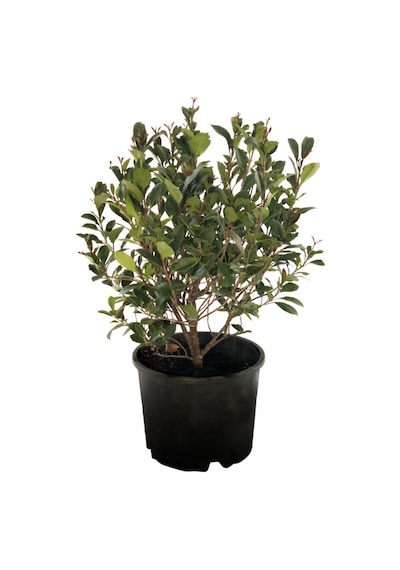 Bodur Alev Çalısı Fidanı photinia Fraseri Nana ‘red Robin’