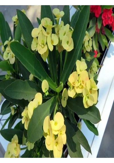Videolu 3 Adet Sarı/kırmızı/pembe Dikenler Tacı Çiçeği 10-15 Cm Tüplü Çiçekli Bodur Euphorbia Milii