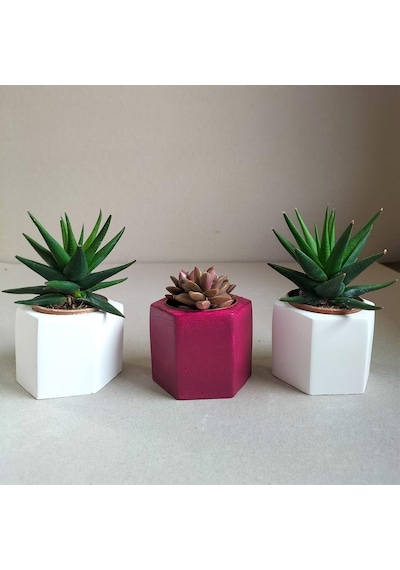 Haworthia Rigida & Grapto Sedum 3'lü Sukulent Seti | Kırmızı & Beyaz Seri