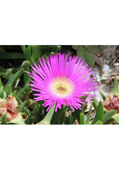 45 Adet Kaz Ayağı Çiçeği- Yer Örtücü 5-10 Cm Tüplü Çiçekli Bodur Cotyledon Orbiculata 45 Adet Kaz Ayağı Çiçeği- Yer Örtücü 5-10 Cm Tüplü Çiçekli Bodur Cotyledon Orbiculata