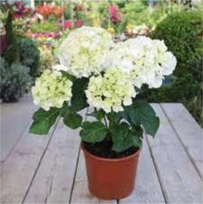 Ortanca Fidanı Hydrangea Macrophylla , Beyaz 10-20 Cm