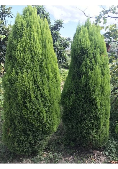 Limon Kokulu Çam Ağacı 30-40 Cm Limoni Servi Cupressus
