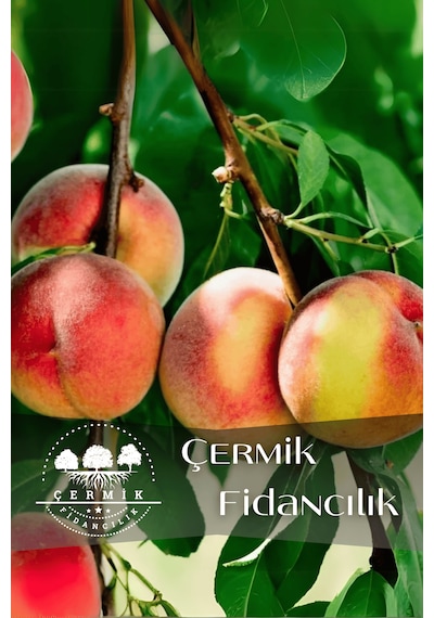 Tüplü Yarma Şeftali Fidanı 3 Yaş