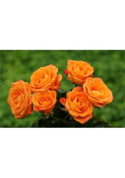 Aşılı Gül Fidanı Kayısı Somon Renk 15-25 Cm