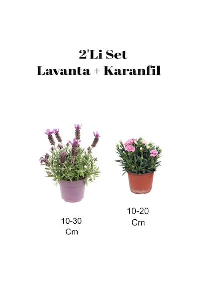 2'li Set Mor Lavanta+ Pembe Karanfil Çiçeği Dış Mekan Bitkisi