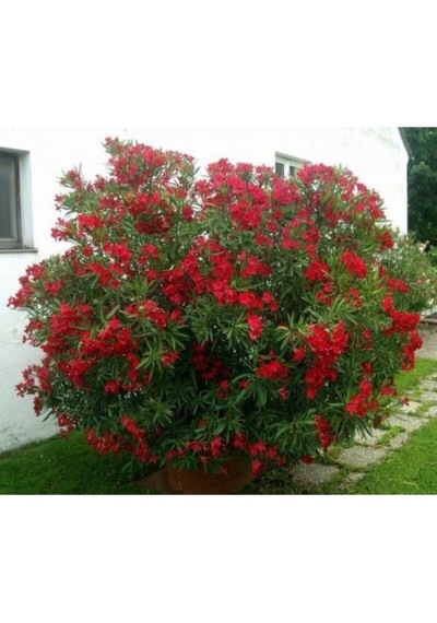 Kırmızı Zakkum Çiçeği Fidanı 40-60 Cm Saksılı Bahçe Bitkisi