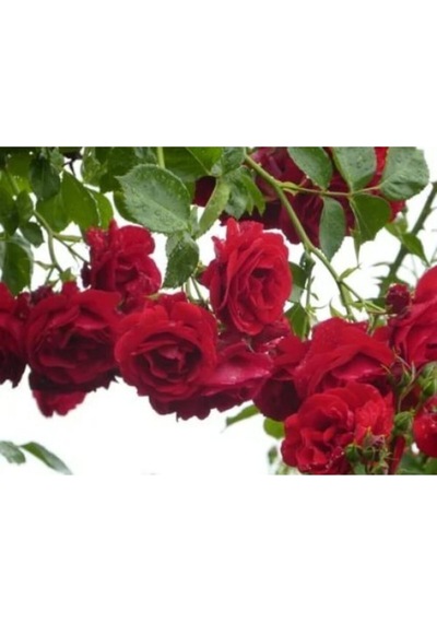 Sarmaşık Çardak Gülü Kırmızı 120 Cm