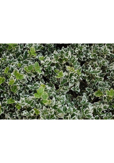 Gümüş Taflan Fidanı 20-40 Cm