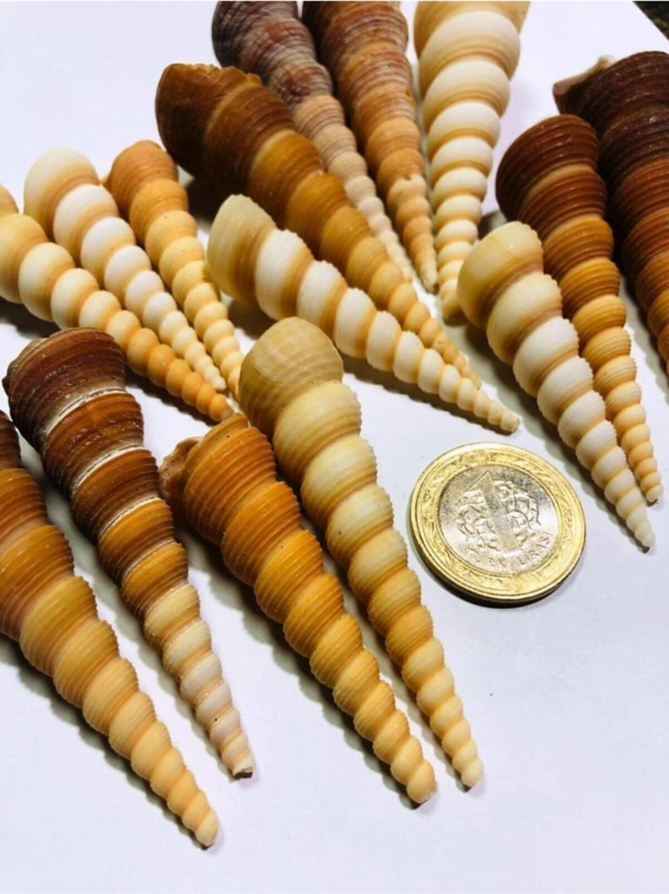 Gerçek Deniz Kabuğu 100 Gram Turitella