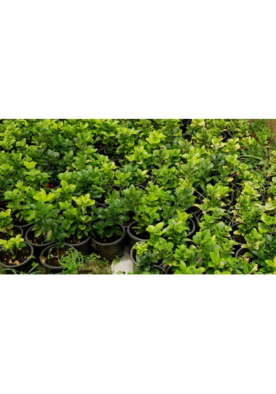 Taflan Fidanı - Canlı Bahçe Bitkisi 30-50cm 5 Adet
