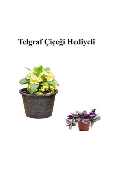 Sarı Çiçekli Milli Dikenler Tacı Kaktüs Sevgililer Gününe Özel Telgraf Hediyeli