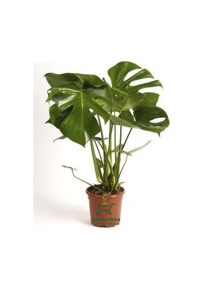 Deve Tabanı Hediyelik Salon Ofis Çiçeği 30-60cm Monstera Deliciosa