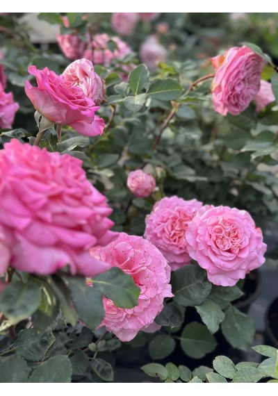 Dream Roses Ashley Gülü Fidanı 146361428