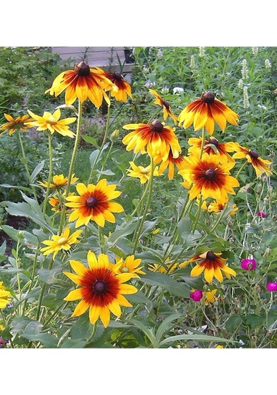 20 Adet Indian Summer Glorıosa Daısy Tohumu