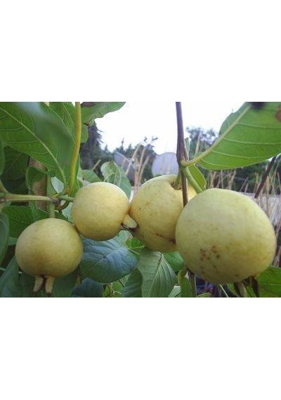 Doğal Sarı Guava Tohumu 10 Tohum