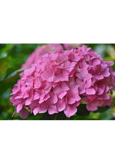 Videolu 1 Adet Pembe Ortanca Çiçeği Fidanı 30-40 Cm Tüplü Çiçekli Bodur Bitkiler Hydrangea