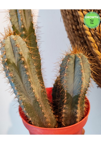 Pilosecereus Azureus Mavi Meşale Kaktüs 1 Adet