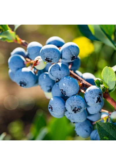 Mavi Yaban Mersini Meyve Fidanı 50-60cm "vaccinium Myrtillus"