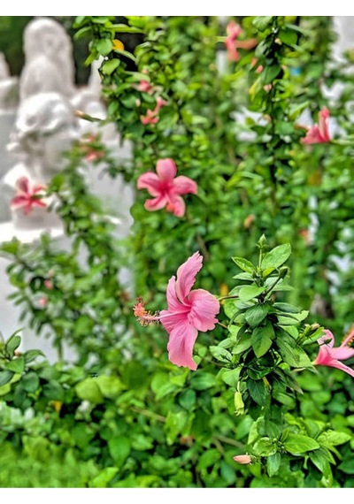 Pembe Japon Gülü Çiçeği Fidanı 40 45 Cm 1 Adet Saksılı Camellia Japonica