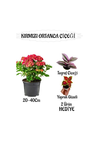 Kırmızı Ortanca Çiçeği 1 Adet Saksılı+ Telgraf Ve Yaprak Güzeli Çiçeği Hediyeli