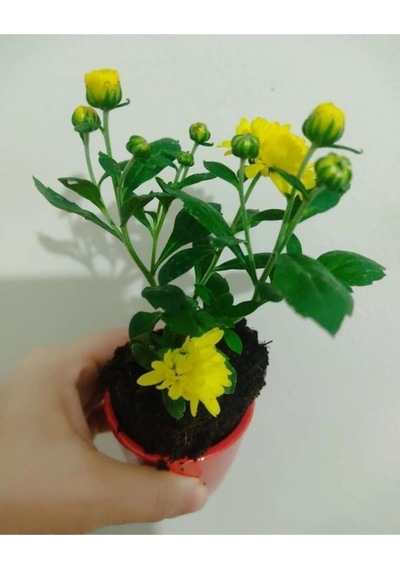 Beyaz Kirmizi Turuncu Sarı Renk Kasımpatı Çiçeği Fidesi 10-20 Cm