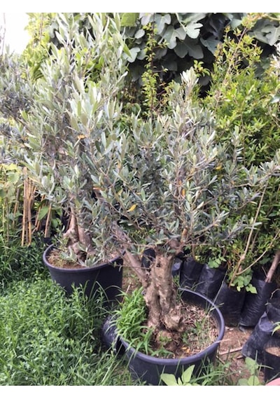 25-30  YAŞ  65 LT SAKSIDA BODUR GEMLİK ZEYTİN AĞACI GÖVDE ÇAPI 50-80 CM (BOY 100-120 CM)
