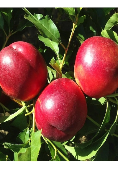 9 Adet Aşılı Tüysüz Şeftali ( Nektarin ) Fidanı