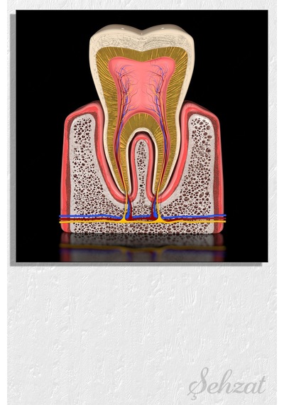 Kare Kanvas Duvar Tablosu Tekli Ağız Diş Sağlığı Dişçi Azı Dişinin Anatomisi 3d Diş Kesiti Çok Renkli