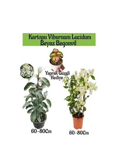 Kartopu Viburnum 1 Adet+beyaz Begonvil 1 Adet+yaprak Güzeli Hediye Bahçe Bitkisi