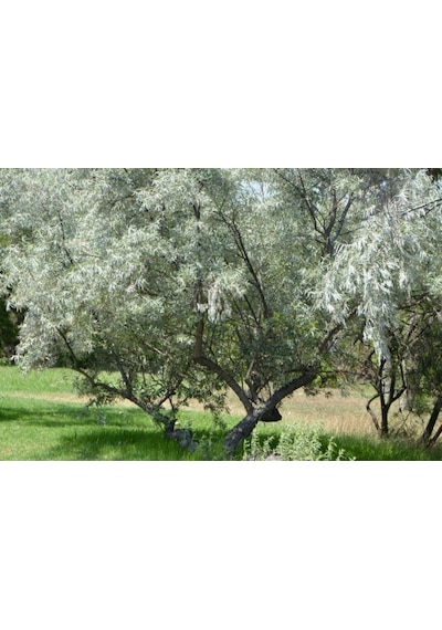 Anadolu İğde Fidanı Elaeagnus Angustifolia 2 Adet