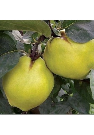 7 Yaş Aşılı Ekmek Ayva Fidanı . Saksıda