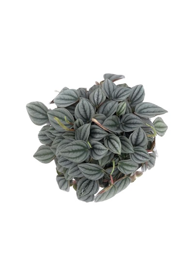 Peperomia Caperata napoli Nights - Ev Ve Ofis Bitkisi N11.3123 Peperomia Caperata napoli Nights - Ev Ve Ofis Bitkisi N11.3123