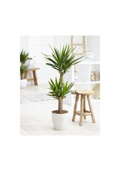 Yucca Çiçeği, İç Mekan Bitkisi 80-100 Cm Boyunda İki Adet