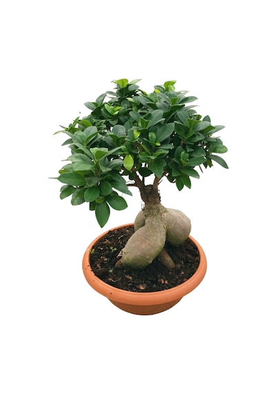 Ficus Microcarpa 'ginseng Bonsai'