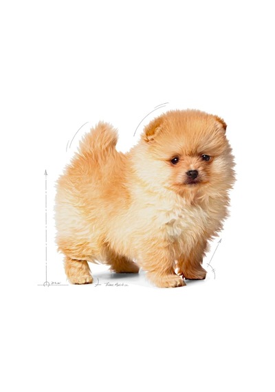 Mini İndoor Puppy Köpek Maması 1,5 Kg