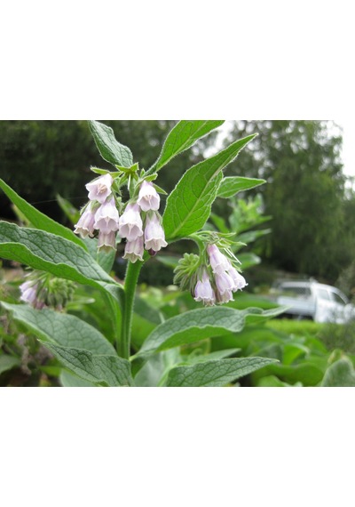 Karakafes Otu Symphytum Officinale 10 Adet