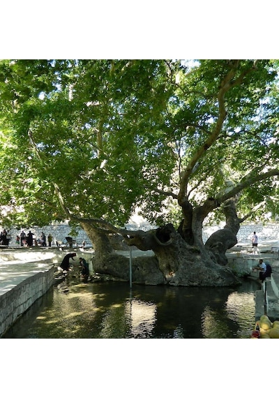 Tüplü Çınar Ağacı platanus Orientalis Fidanı