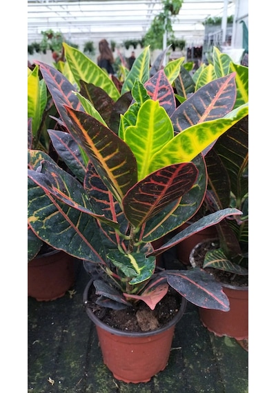 Kraton (Croton Petra) 20 - 30 cm