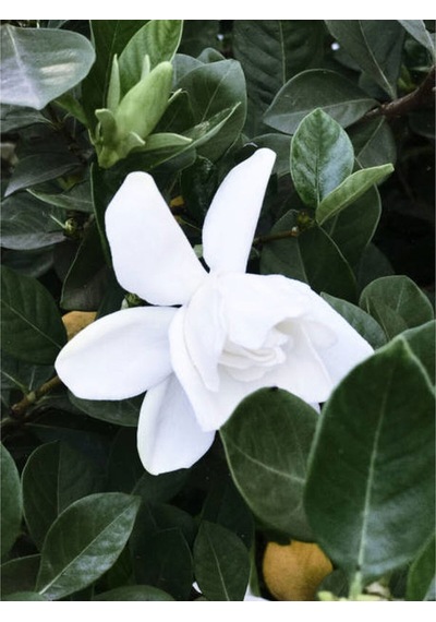 Videolu 1 Adet Beyaz Çiçekli Mis Kokulu Gardenya Çiçeği 20-30 Cm Saksılı İç Mekan Bitkileri Gardenia
