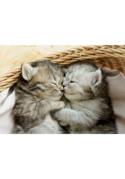 -puz.500 Dolces Gatitos