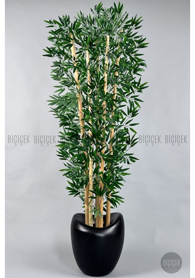Zen Bambu Ağacı 240 Cm Mocha Bone Saksıda