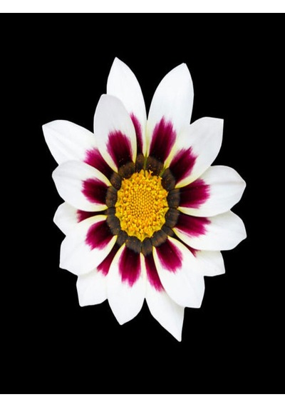 Videolu 10 Adet Beyaz Gazanya Çiçeği Fidanı 25-45 Cm Saksılı Çiçekli Bodur Bitkiler Gazania