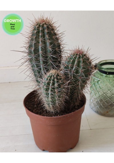 Pachycereus Pringlei Meksika Kaktüsü 1 Adet